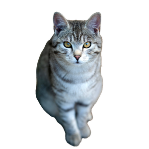 Close Up Of A Calm Tabby Cat Sitting Indoors, Showcasing Its Beautiful Stripes And Attentive Gaze. 19676 - Cat PNG image with transparent background
